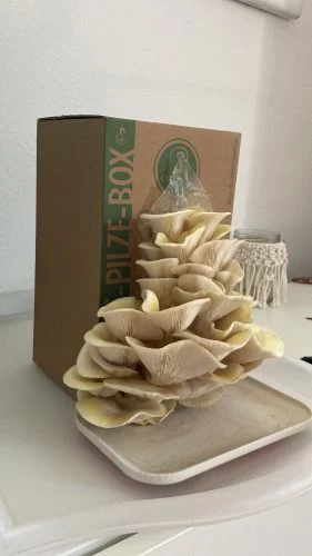 Frische-Pilze-Box (Bio-Goldener Austernpilz-Selbstzuchtset) photo review