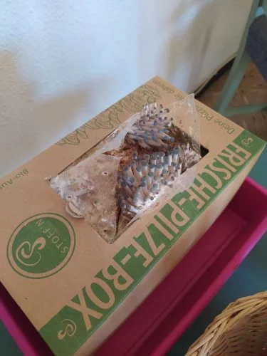 Frische-Pilze-Box (Bio-Blauer Austernpilz-Selbstzuchtset) photo review