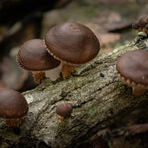 wild shiitake mushroom, mountain, food